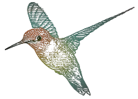 Humming Bird