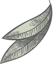olive leaves